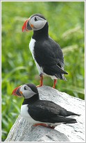 Puffins in Maine
